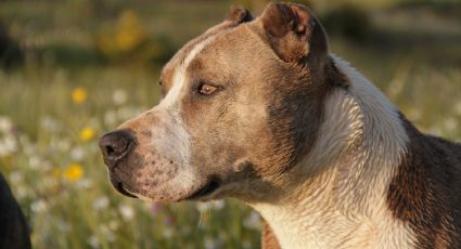 Pitbull: la raza de perros que todos temen y la más abandonada