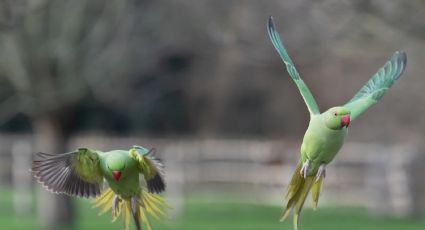 Compra jaula de pericos para dejarlos en libertad; divide opiniones en redes