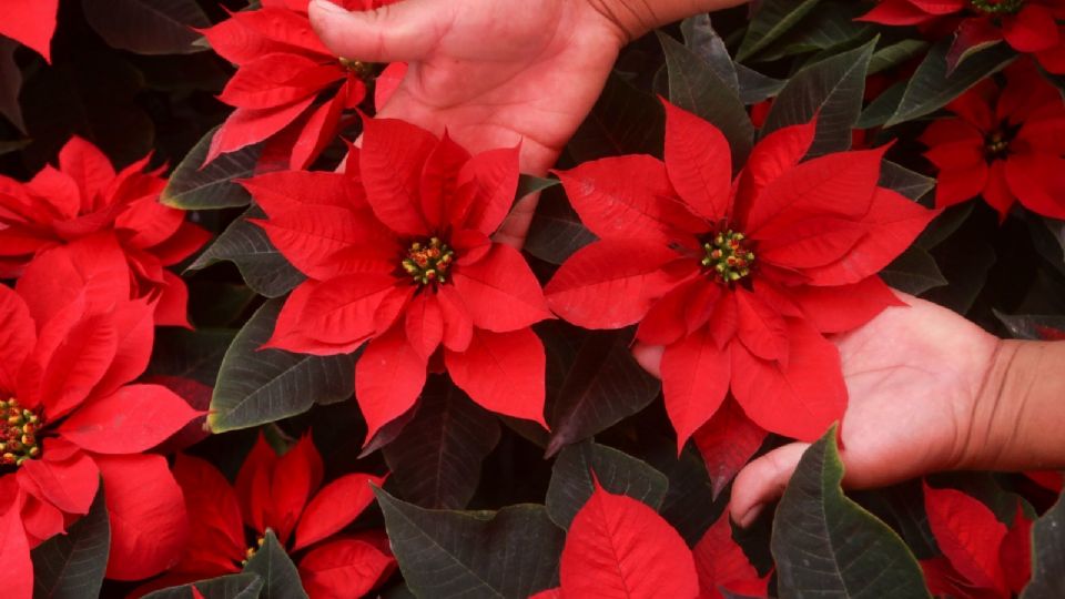 Esta flor se encarga de darle un toque navideño a nuestros hogares.