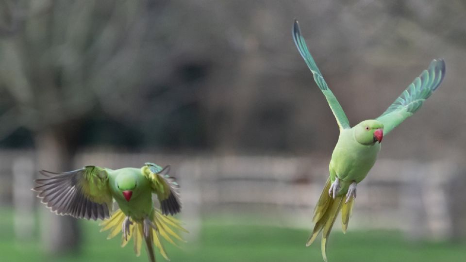 Los pericos deben estar en un espacio que les permita volar.