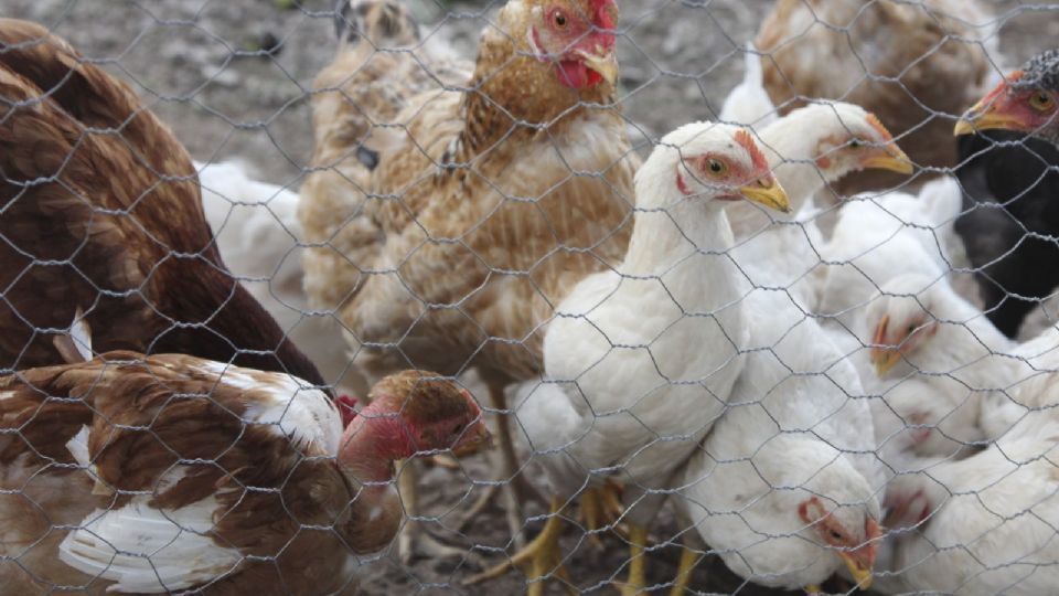 Accionan estrategia para combatir la influenza aviar
