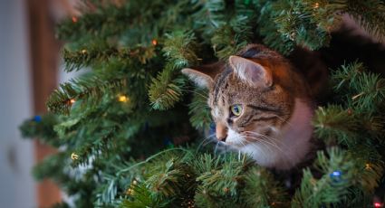 Evita que tus gatos destruyan el árbol de Navidad con estos consejos