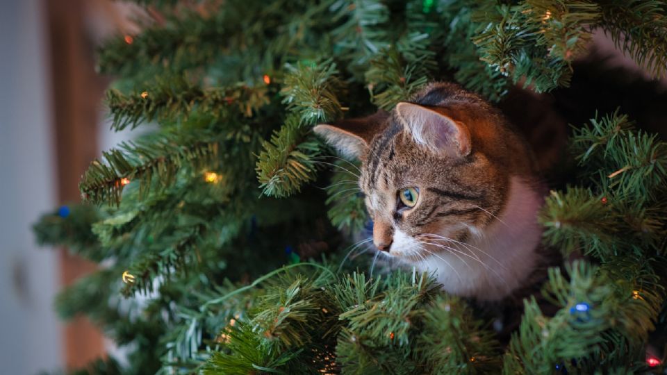 El árbol de Navidad suele ser muy llamativo para los felinos.