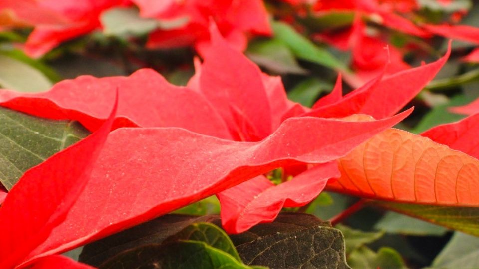 Flor de nochebuena.