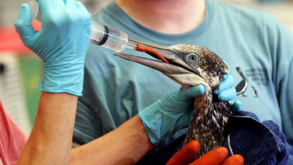 Continúan con el rescate de aves y tortugas