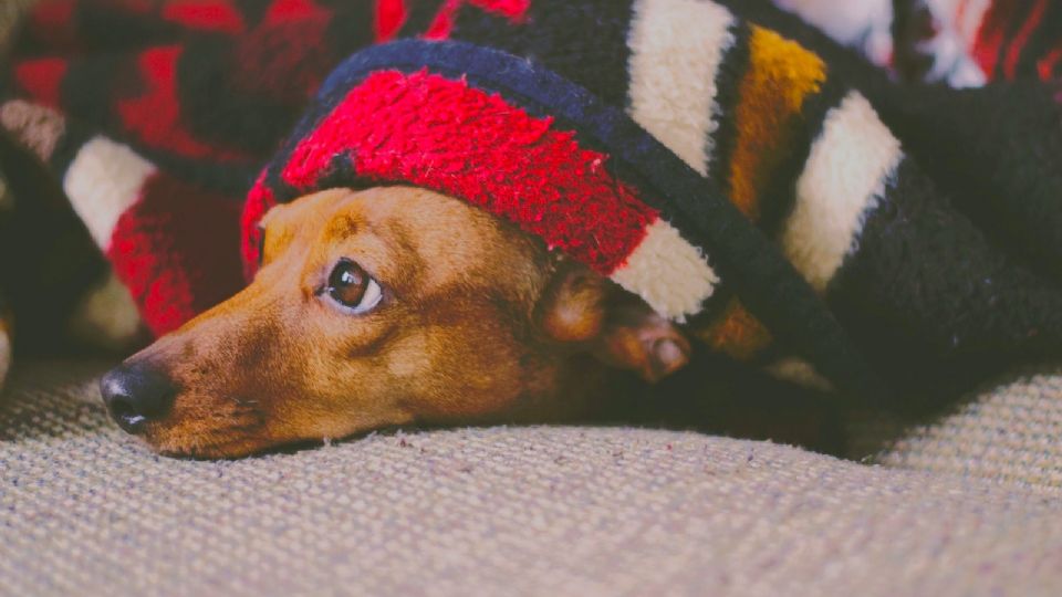 Dormir con tus perros y gatos puede ser perjudicial para la salud.