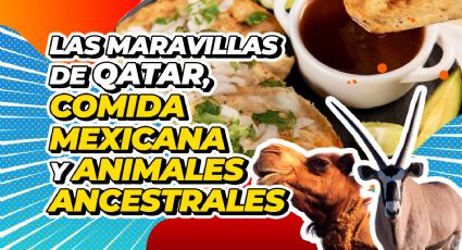 Así puedes encontrar comida mexicana en Qatar y conocer los animales más importantes del país