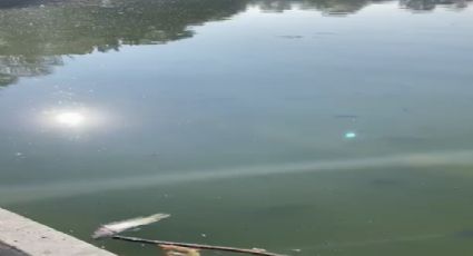 Desconocen autoridades capitalinas causa de muerte de peces en Lago mayor de Chapultepec