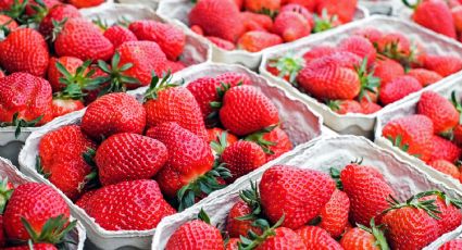Fresas: La fruta que ayuda a tonificar y depurar el organismo