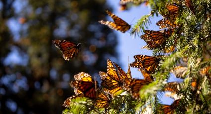 ¡La mariposa monarca ya llegó a México! Estos son los santuarios que puedes visitar