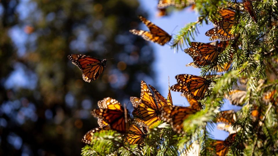 La mariposa monarca es un insecto que pertenece a la familia de las ninfálidas (Nymphalidae).