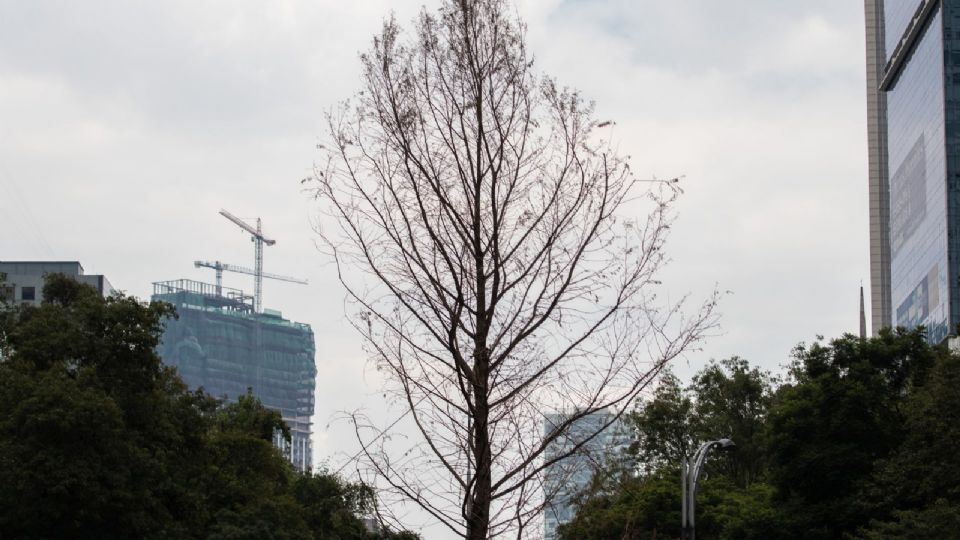 El árbol del Ahuehuete luce aparentemente seco, ¿qué está pasando?