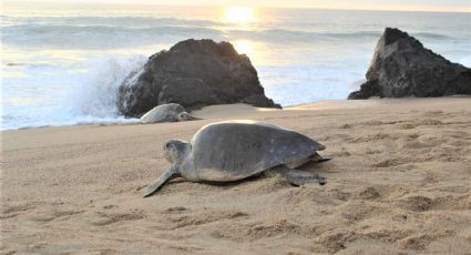 Anuncian creación de áreas naturales protegidas en sitios de anidación de la tortuga marina