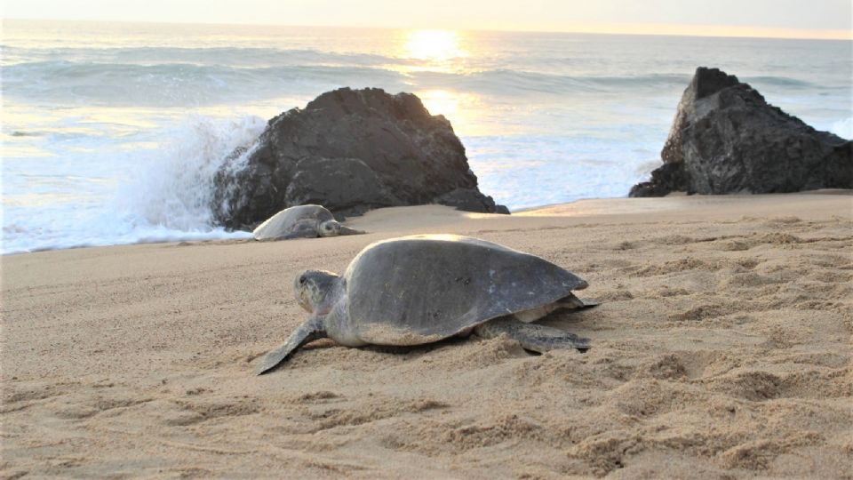 Se anunció la creación de 17 nuevas áreas naturales protegidas en sitios de anidación de las tortugas marinas.
