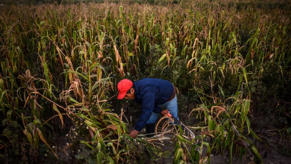 Secretaría de Agricultura garantiza abasto de maíz y frijol en Diconsa, al cierre de 2022 e inicios de 2023.