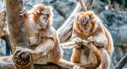 Monos: curiosidades y su parecido con los humanos
