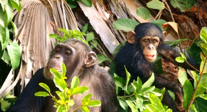 Chimpancés: Así es la Navidad en una reserva de Florida