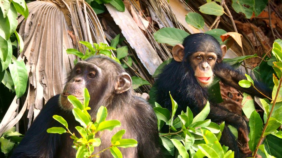 ¿Te gustaría pasar Navidad con Chimpancés?