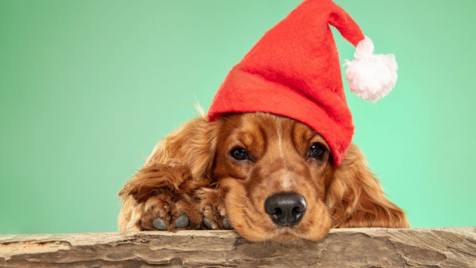 Tu perro puede sufrir intoxicaciones estas festividades.