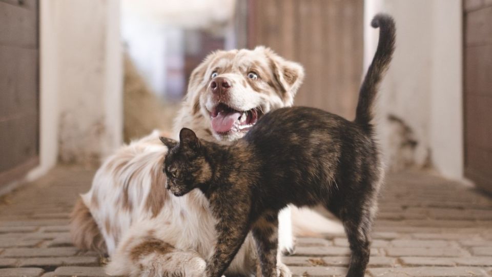 Los perros y gatos se han ganado un papel importante en la sociedad como fieles acompañantes.