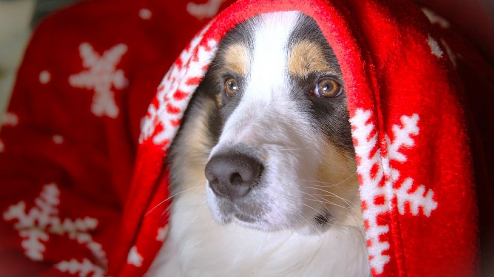 Una manta es ideal para tus perros.