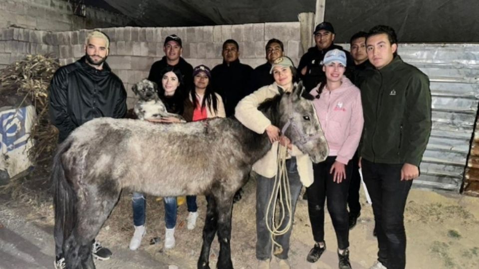 El animal fue rescatado de las agresiones que recibió.