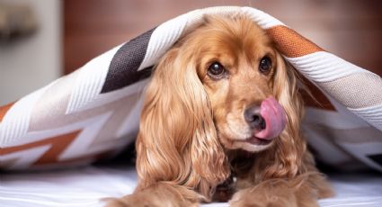 Perros: Por estas increíbles razones rascan su cama