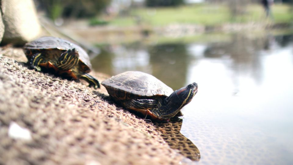 Tortugas marinas