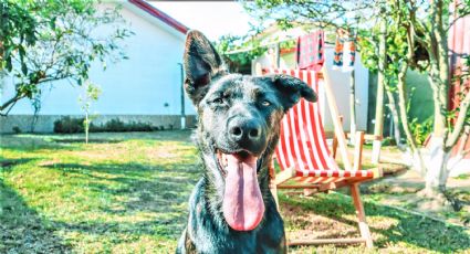 Perros guardianes: Las mejores razas para tener en casa