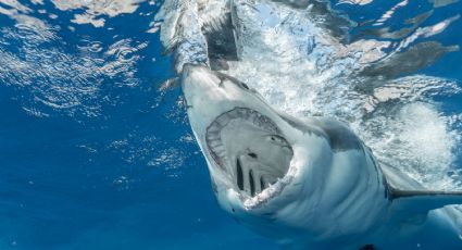 Buceadora revela cómo actuar ante la presencia de un tiburón