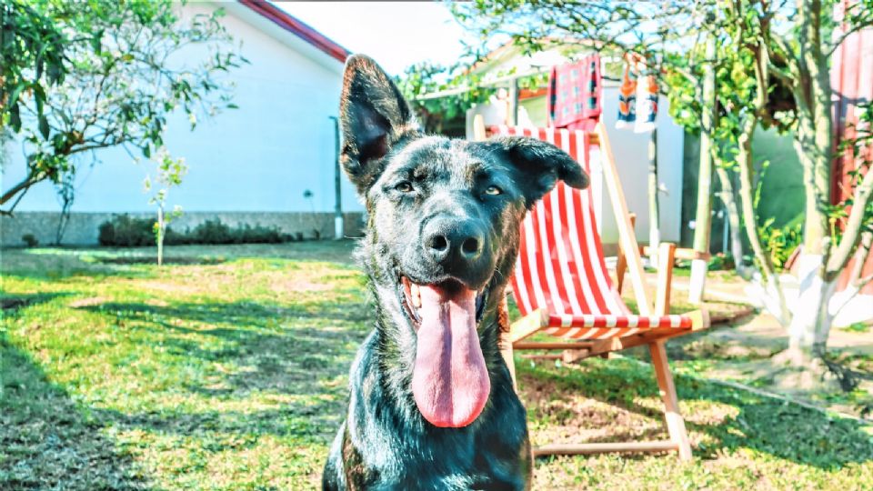 Un perro guardián es entrenado para defenderse a su territorio y a su dueño de posibles amenazas.