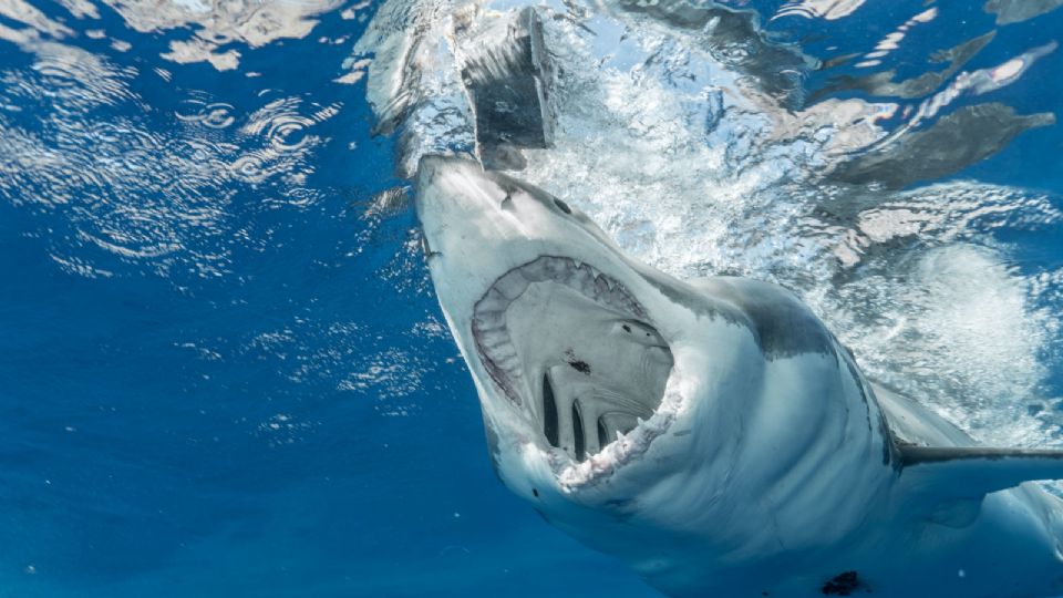 ¿Te imaginas tener que enfrentar a un tiburón?