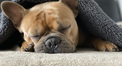 Los perros sueñan: Por esta razón se mueven y ladran al dormir