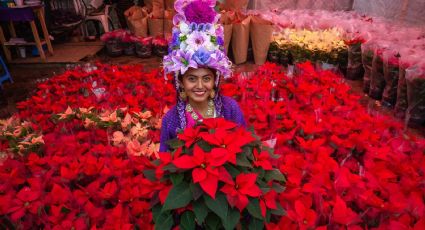 Flor de Nochebuena: ¿Cuáles son sus 15 nuevas variantes?