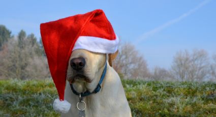 Perros: Las razones para no regalar cachorros en Navidad