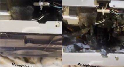 ¿Por qué no sirve la lavavajillas? Encuentran nido de ratas y se hace viral en TikTok