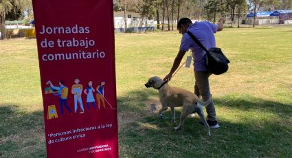 Cuidado de perros se suma a actividades de trabajo comunitario para infractores