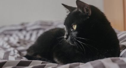 ¿Los gatos negros traen mala suerte? Te contamos el origen de las supersticiones a los michis