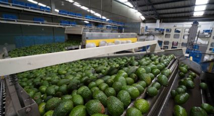Pedro Tello: ‘Exportaciones de aguacate caen 25% en enero 2023’ 