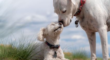 Así es como los perros tienen un duelo cuando muere otro canino