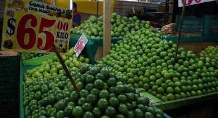 Morena pide a GN informe sobre estrategia para proteger a productores de limón