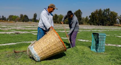 Ofrecen campesinos de Tláhuac más de 2 mil toneladas de romeritos para la cuaresma