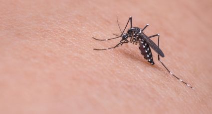 ¿Se acabará el dengue? Modifican genéticamente a dos mil millones de mosquitos para contrarrestar enfermedades