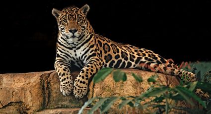 Captan a jaguar paseando por calles de Puerto Morelos: VIDEO