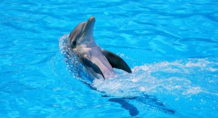 VIDEO: Delfín ataca a su entrenadora en espectáculo de show marino