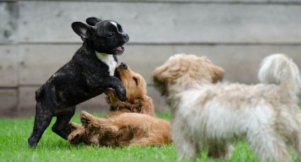 Identifica cómo un juego entre perros se puede volver ataque
