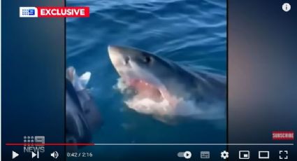 VIDEO: Tiburón blanco rodea a una familia durante una hora; muerde el bote