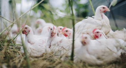 Niño se contagia por primera vez de gripe aviar; ¿se avecina una nueva pandemia?