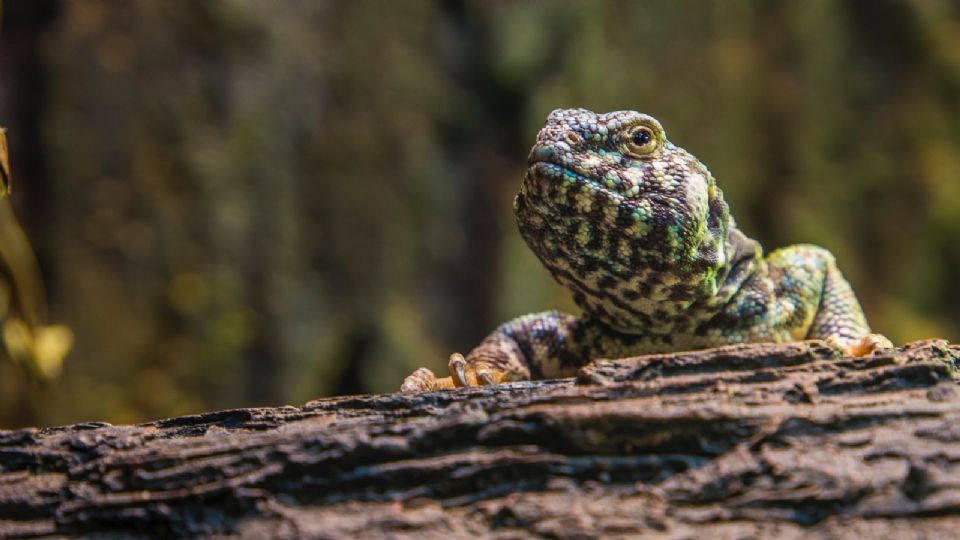 ¡Ajá! 2 de mayo Se extinguen los reptiles del planeta