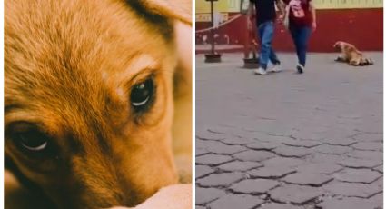 Perrito se hace viral en TikTok por engañar a turistas: VIDEO